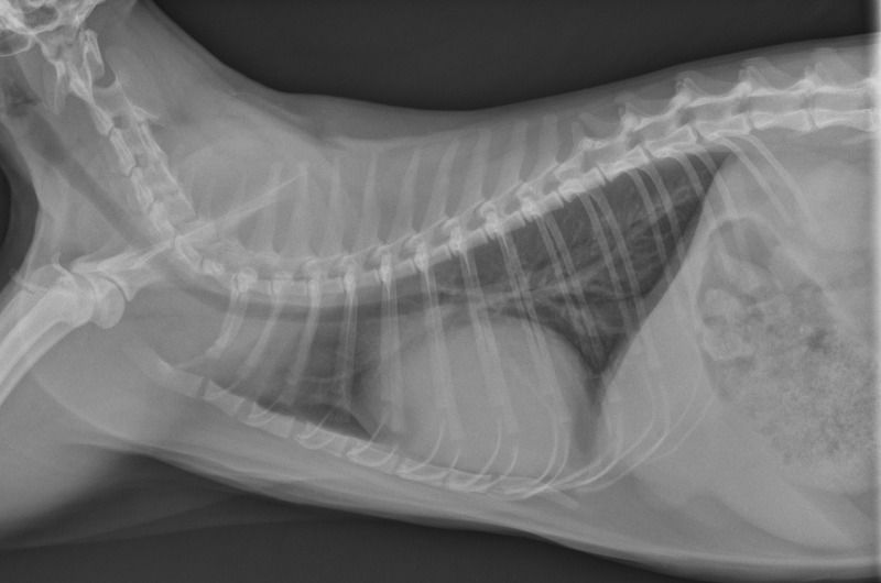 Case A case of pericardial effusion in a cat | VetPixel