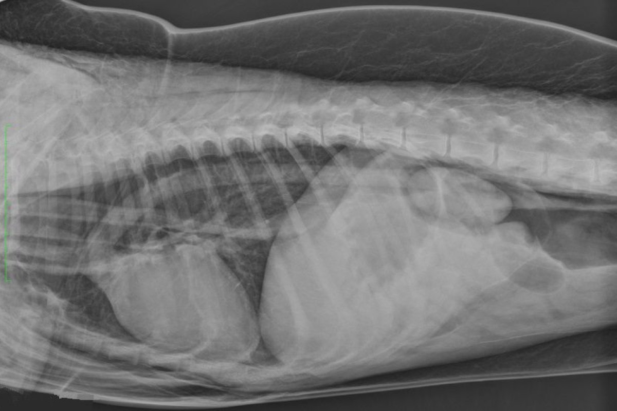 Un cas de pneumomediastin secondaire a une rupture tracheale chez un chien