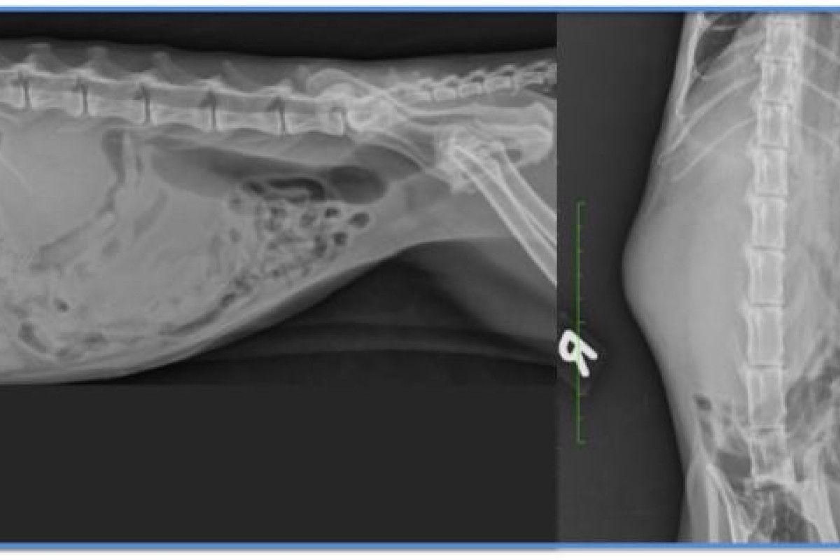 Un cas de lymphome renal et nerveux chez un chat