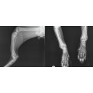 Case A case of atlanto-axial instability in a small dog | VetPixel